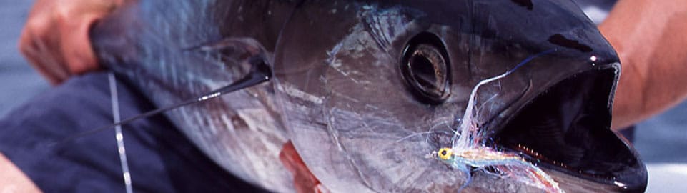 tuna with fly