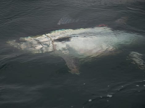 Fly-Fishing Caught Bluefin 2012