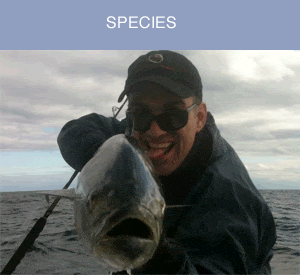 species