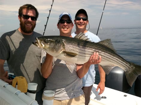 Ipswich Bay Striped Bass